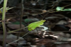 Eulophia spectabilis